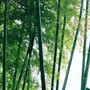 廉洁中山门ico