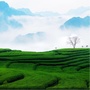 存以甘棠ico