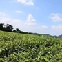 四川宝山茶业公众号ico