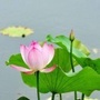 嘉兴海林寺ico