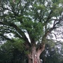 福安市坂中畲族乡冠岭村民委员会ico