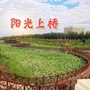 阳光上桥ico