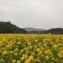 秀美大岗ico