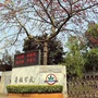 大沥镇奇槎小学ico