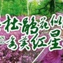 红星政法ico