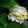 扎麻什乡河北村ico
