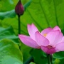 花田荷塘ico