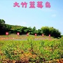 大竹蓝莓岛公众号ico