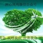 洲心凤鸣社区ico
