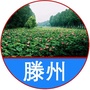 滕州号ico