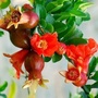 榴芳峄城ico