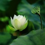 清风晋宁ico