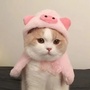 娄底趣生活公众号ico