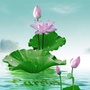 莲湖嘉音ico