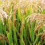 松原市粮食局ico