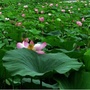 生态袁坊ico