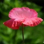 山东花红公众号ico