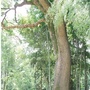 霞寨镇古隆村ico