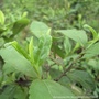 天师茶道ico