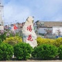 秀美杨花ico