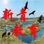 新青教育公众号ico