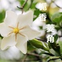 栀香菱角ico