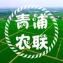 青浦农联ico