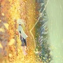 秃秃蒲公英ico