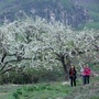 松山行ico