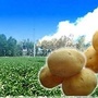 葛家岔政务ico