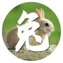 生肖兔运势大全ico