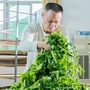 汕头市惠丰茶叶研究院公众号ico