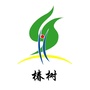 嗨椿树ico