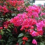 农栖花台ico