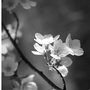 花香云韵ico
