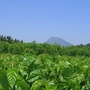 嘉陵桑茶ico