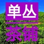 单丛茶铺ico