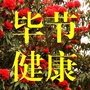 毕节健康ico