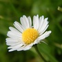 花田情歌集ico