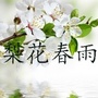 梨花春雨ico