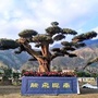 陇南锦屏园艺ico