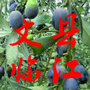 文县临江发布ico