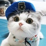 萌猫乐园ico