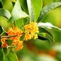 幸福桂花ico