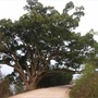 美丽平山ico