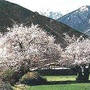 山水米林ico