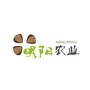 明阳农业ico