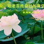 毛集公众ico