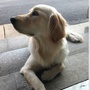猫猫狗狗萌宠物ico