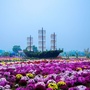金东花海ico